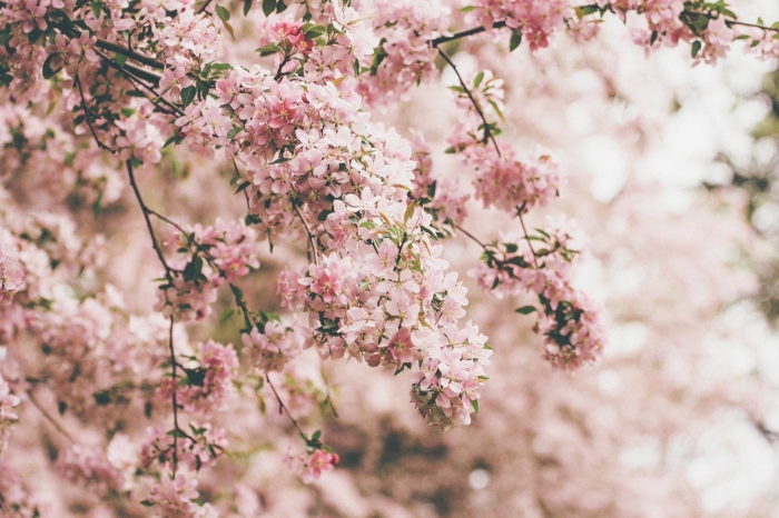 Cherry blossoms in full bloom
