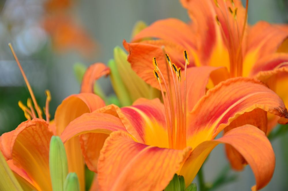 Close-Up Of Orange Flower Blooming Outdoors