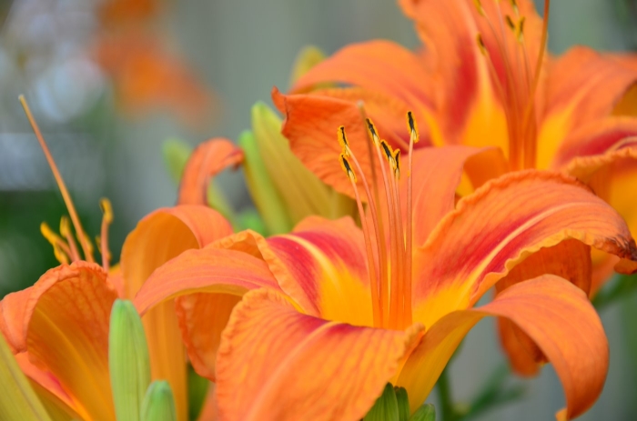 Close-Up Of Orange Flower Blooming Outdoors
