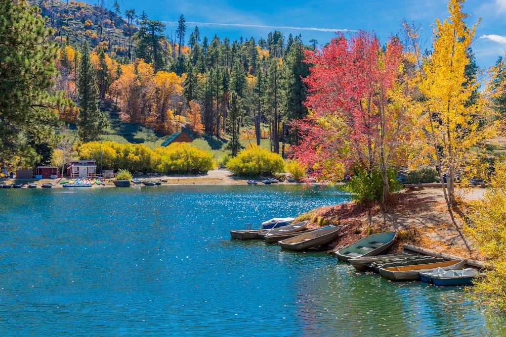 San Bernardino County with autumn backit oak tree forest at Gree