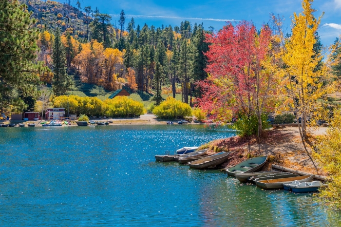 San Bernardino County with autumn backit oak tree forest at Gree