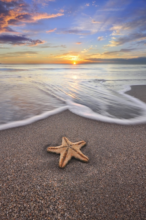Starfish and the sunrise