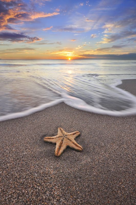 Starfish and the sunrise