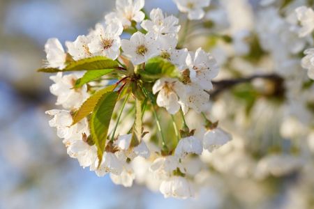 Beautiful cherry blossoms in spring day