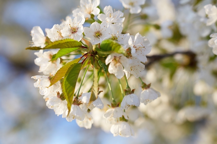 Beautiful cherry blossoms in spring day