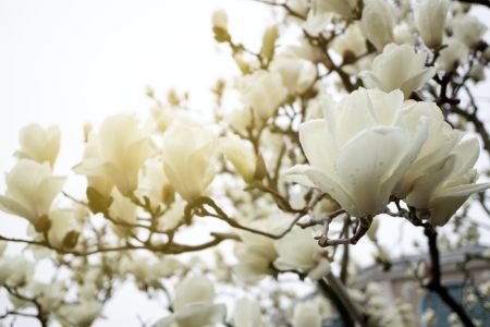 Magnolia Flowers