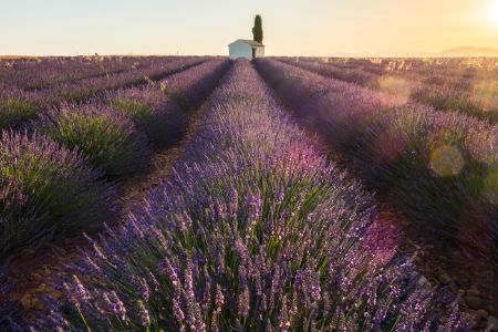 Lavender field