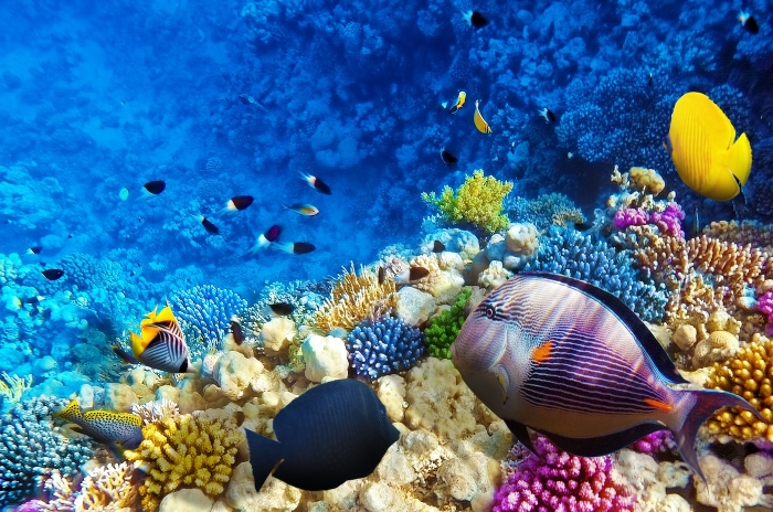 Coral and fish in the Red Sea. Egypt, Africa.