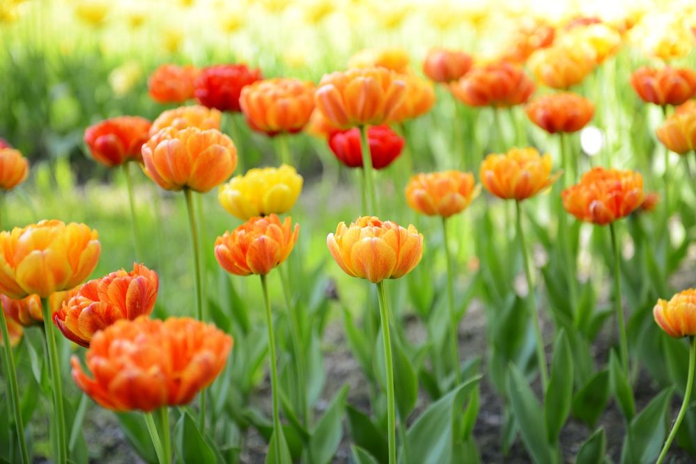 red tulips