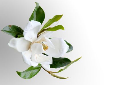 White Magnolia flower with green leaves.
