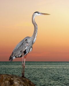 Great blue heron in seaside sunset
