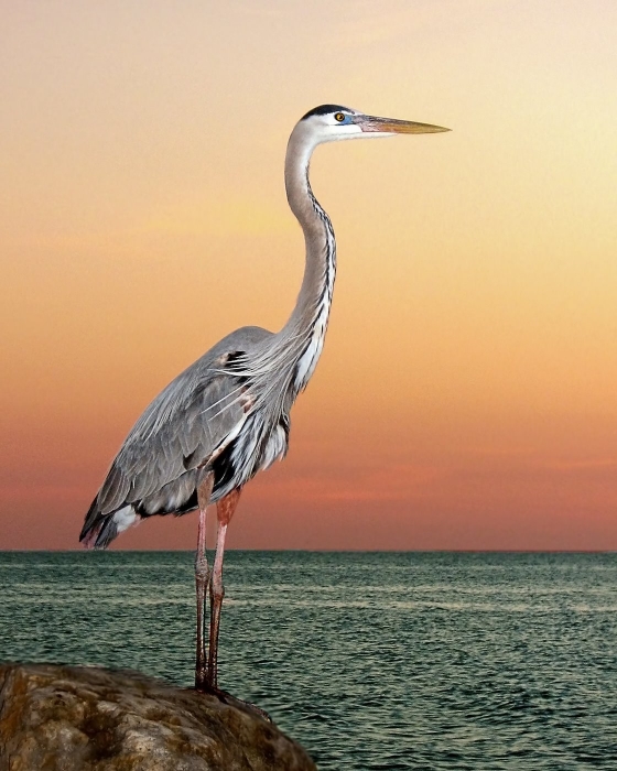 Great blue heron in seaside sunset