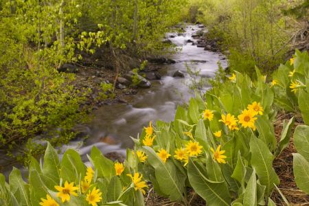 A mountain stream in the Sierras of California flowing past yell