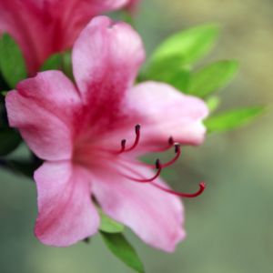 Pink Azalea