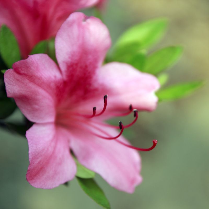 Pink Azalea