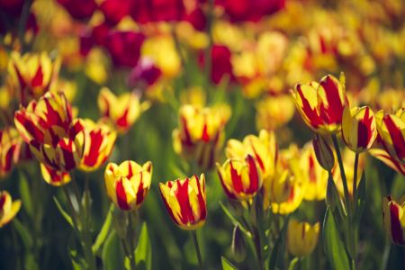Tulips in bloom. Stresa, Italy.
