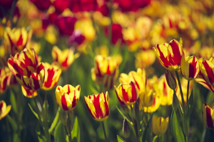 Tulips in bloom. Stresa, Italy.