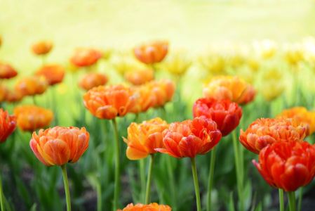 red tulips