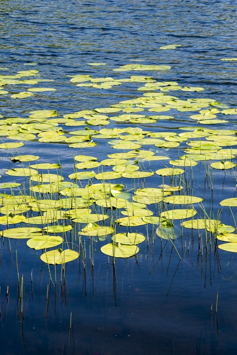 Waterlilies and Equisetum in rippled water