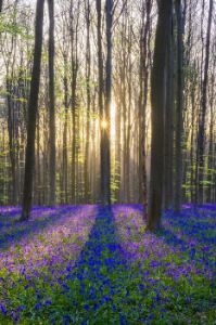 Bluebell flowers in hardwood beech forest in Hallerbos