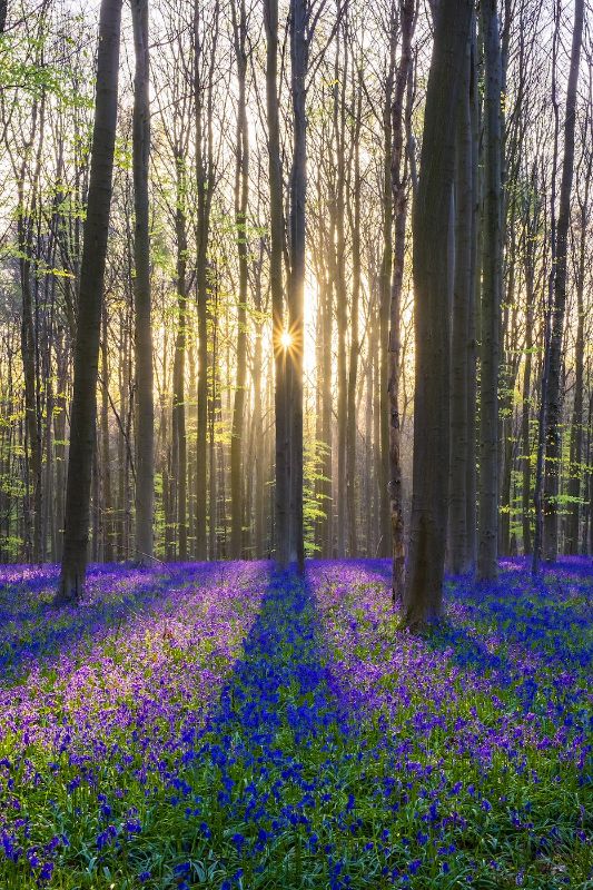 Bluebell flowers in hardwood beech forest in Hallerbos
