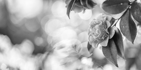 Close-Up Of Flowers Against Blurred Background