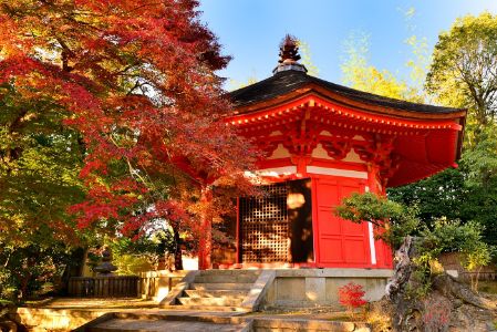 Autumn Foliage of Tofuku-ji Temple, Kyoto, Japan