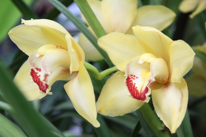 Close-Up Of Yellow Orchids