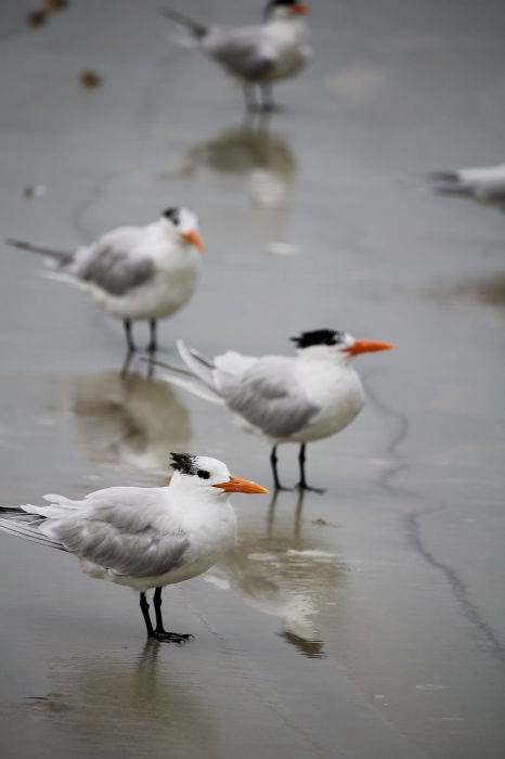 Royal Terns in the Surf