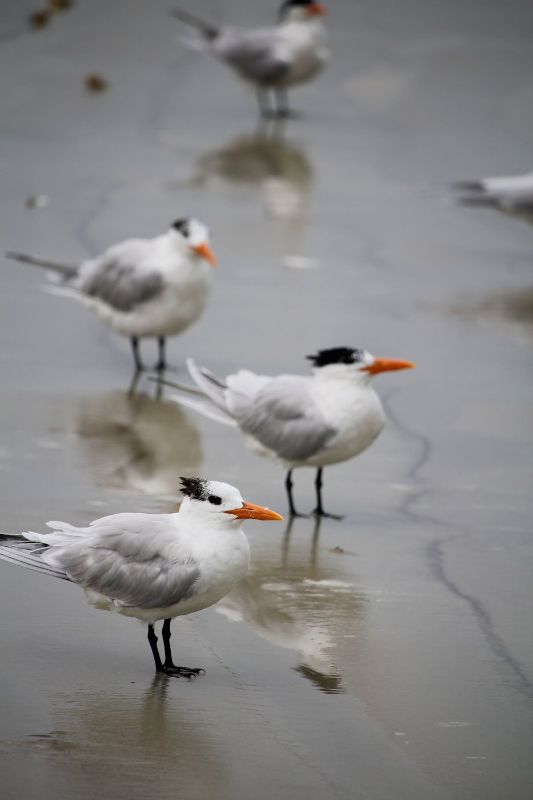 Royal Terns in the Surf