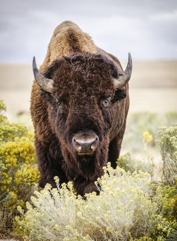 North American Bison