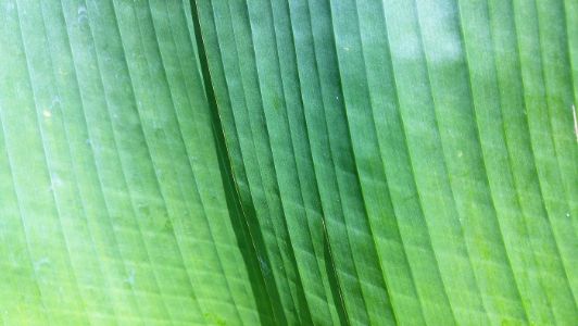 Macro Shot Of Leaf