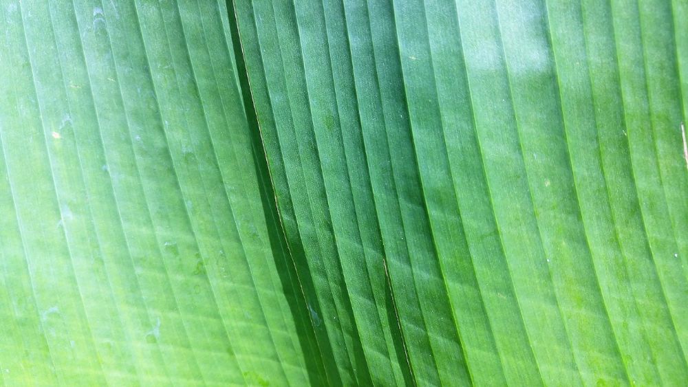 Macro Shot Of Leaf