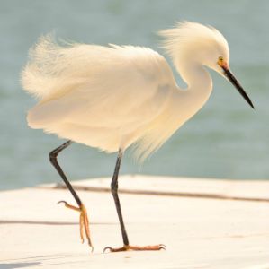 Snowy Egret (Egretta thula)