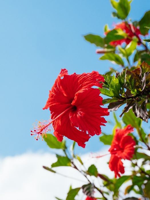hibiscus