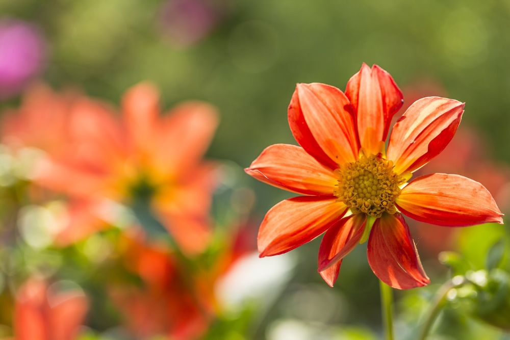 Blossom of red orange dahlia, Dahlia, at sunlight