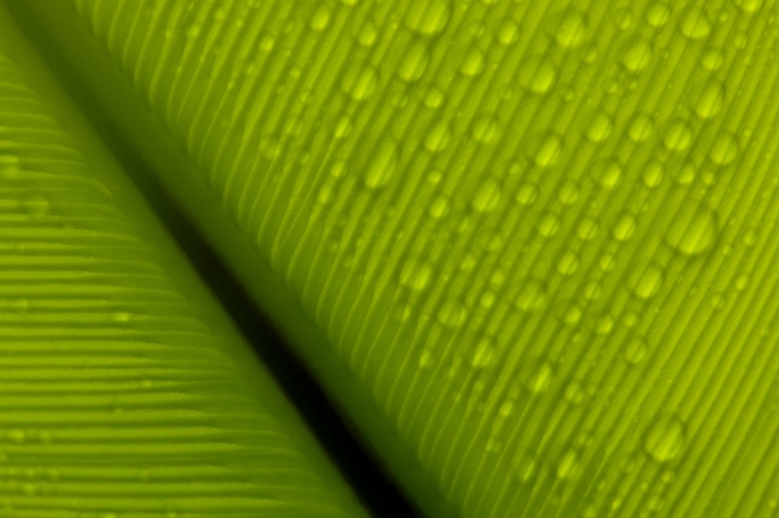 Tropical lush green foliage Lamington N.P.