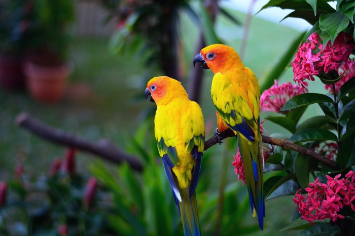 Parrots image