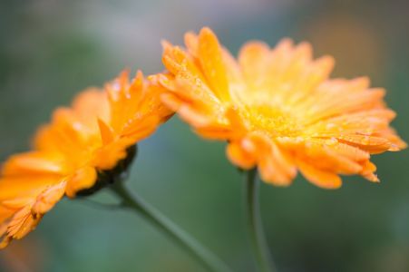 Close-Up Of Orange Flower Blooming Outdoors