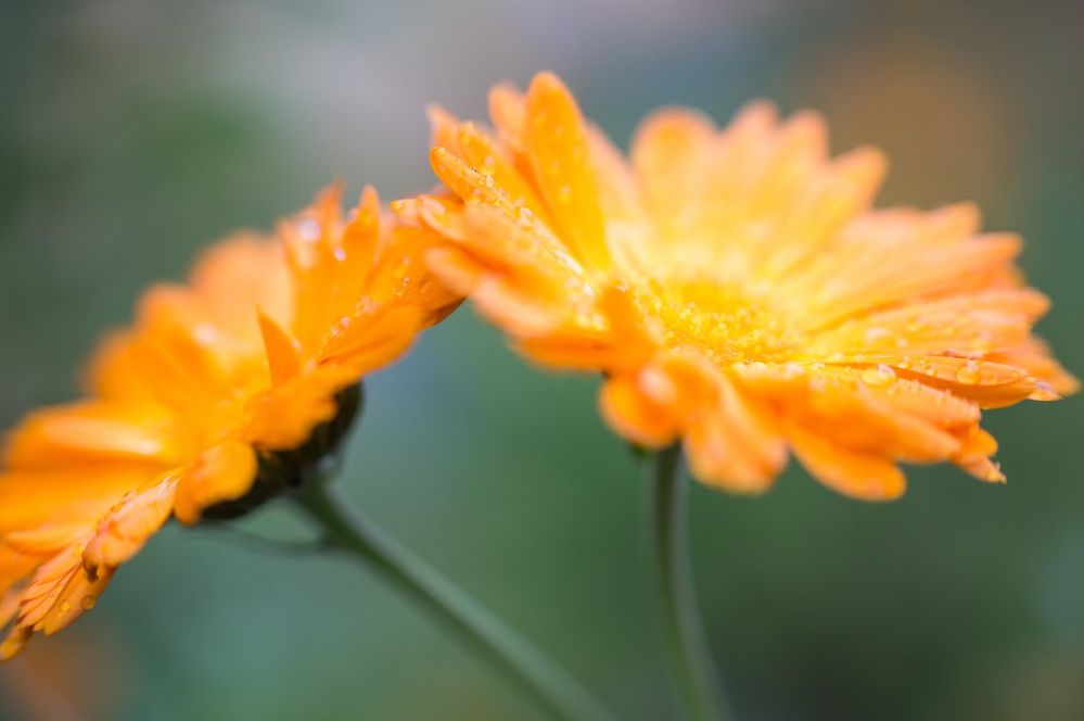 Close-Up Of Orange Flower Blooming Outdoors