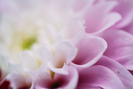 Close up of pastel coloured dahlia