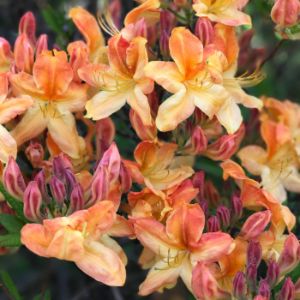 Close-Up Of Azalea Blooming Outdoors
