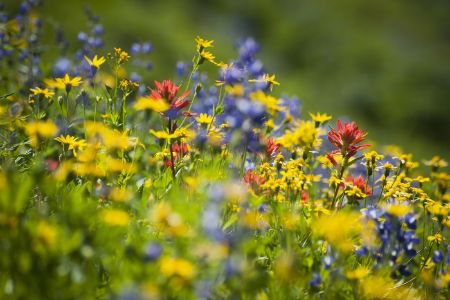 Wildflowers on Mt. Baker