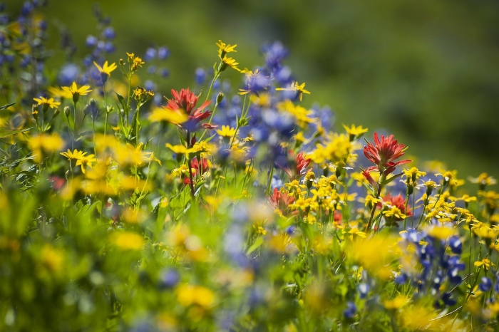 Wildflowers on Mt. Baker