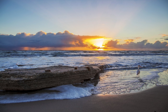 Ibis Beach