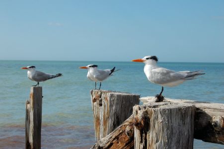 Royal Terns on Pilings by Beach