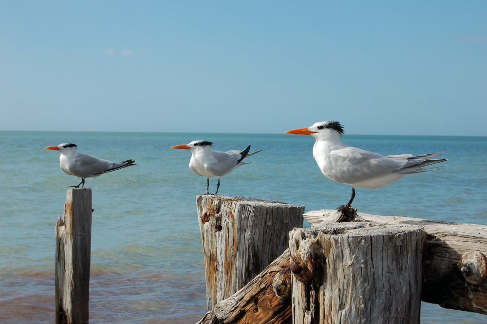 Royal Terns on Pilings by Beach