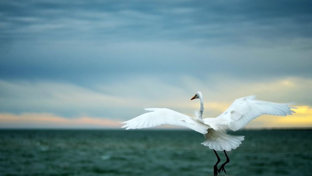 Florida Beach - Egret Landing