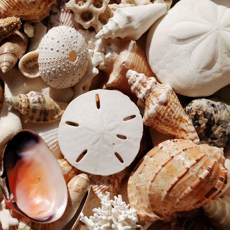 Sea shells