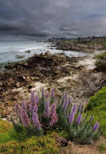 The Beauty of Monterey Bay